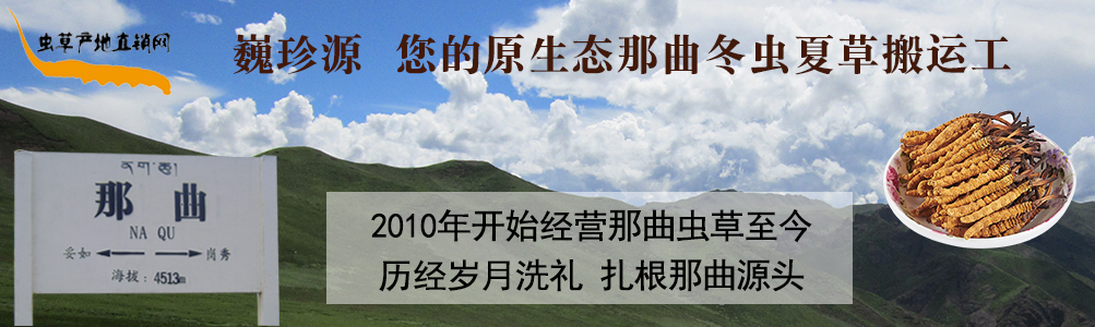 冬蟲夏草,介紹各款那曲蟲草、新鮮蟲草和那曲新鮮冬蟲夏草,并發(fā)布冬蟲夏草價格